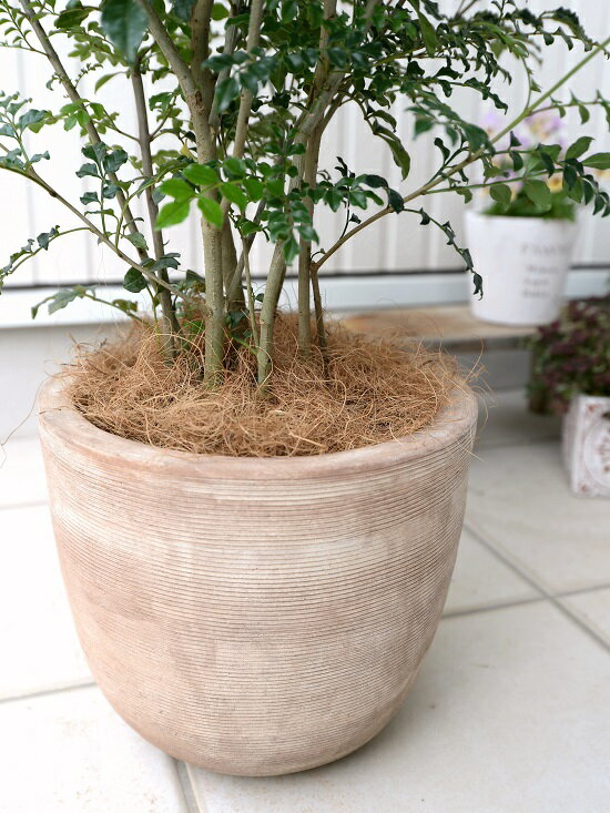 シマトネリコ デザインの良い テラコッタ 鉢植え （横縞） 株立ち 素焼 陶器鉢 鉢 茶色 茶 こげ茶 ベージュ 苗 苗木 大型 8号 観葉植物