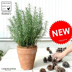 https://thumbnail.image.rakuten.co.jp/@0_mall/land-plants/cabinet/03990639/imgrc0096504818.jpg