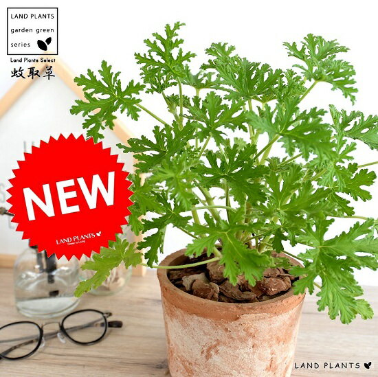 楽天市場 虫よけの木 カトリソウ 蚊取草 モスポット シリンダー型 茶色 テラコッタ 鉢植え 鉢 なえ 苗 苗木 オレンジ 茶 ブラウン 丸 ラウンド 観葉植物 送料無料 虫よけシールの香り 虫よけスプレーの香り Land Plants 楽天市場店 楽天市場 虫よけの木 カトリソウ 蚊取草 モスポット シリンダー型 茶色 テラコッタ 鉢植え 鉢 なえ 苗 苗木 オレンジ 茶 ブラウン 丸 ラウンド 観葉植物 送料無料 虫よけシールの香り 虫よけスプレーの香り Land Plants 楽天市場店