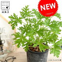 【虫よけ】 カトリソウ(蚊取草) モスポット シリンダー型 (黒色) 【バークチップ】 テラコッタ 鉢植え 鉢 なえ 苗 苗木 ブラック 黒 灰色 グレー 丸 ラウンド 観葉植物 送料無料 虫よけシールの香り 虫よけスプレーの香り