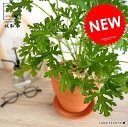 【虫よけ】 カトリソウ(蚊取草) 皿付 テラコッタ鉢 Mサイズ オレンジ色 【天然砕石・受皿】 鉢植え 素焼 鉢 なえ 苗 苗木 茶 ブラウン 丸 ラウンド 観葉植物 送料無料 虫よけシールの香り 虫よけスプレーの香り