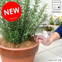 ローズマリー 昔ながらの 陶器鉢 (常滑焼 駄温鉢) 深型 立性 鉢植え 苗 苗木 ローズマリ ハーブ ハーヴ トコナメ 常滑 陶器 ブラウン オレンジ 茶 コ...