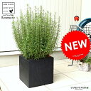 ローズマリー(大型) 黒色 ファイバー キューブ 陶器鉢 鉢植え 軽量 株立ち トネリコ FIBER CLAY(ファイバークレイ) 鉢 灰 黒 ブラック 正方形...