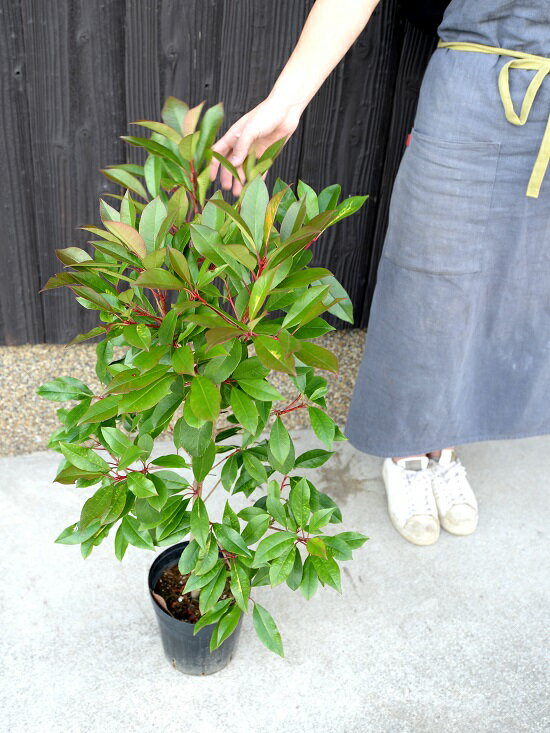 楽天市場 紅カナメモチ レッドライト 苗ポット 6号 100cm前後 鉢植え 生垣用 苗 苗木 植木 庭木 生垣 ベニカナメ かなめもち セイヨウカナメ 紅要黐 観葉植物 送料無料 ベニカナメモチ 西洋カナメモチ Land Plants 楽天市場店 楽天市場 紅カナメモチ レッドライト 苗ポット 6号 100cm前後 鉢植え 生垣用 苗 苗木 植木 庭木 生垣 ベニカナメ かなめもち セイヨウカナメ 紅要黐 観葉植物 送料無料 ベニカナメモチ 西洋カナメモチ Land Plants 楽天市場店