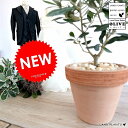 オリーブの木 イタリアン テラコッタ (オレンジ)素焼鉢 植木鉢 オリーブの木 苗 苗木 鉢 植木 観葉植物 送料無料 庭木 挙式用 結婚式