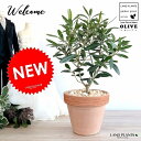 オリーブ イタリアン テラコッタ (オレンジ)素焼鉢 植木鉢 オリーブの木 苗 苗木 鉢 植木 観葉植物 送料無料 庭木 挙式用 結婚式