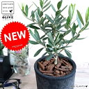 オリーブの木 黒色 モスポット シリンダー型 テラコッタ(バークチップ) 植木鉢 オリーブ苗 苗木 鉢 植木 素焼 観葉植物 庭木 挙式用 結婚式 送料無料 黒...
