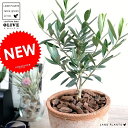 オリーブの木 (茶色)モスポット シリンダー型 テラコッタ【バークチップ・育て方】 植木鉢 オリーブ 苗 苗木 鉢 植木 素焼 観葉植物 庭木 挙式用 結婚式 ...