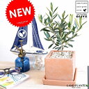 オリーブ オレンジテラコッタ風 キューブ型 陶器鉢【黄色小石・受皿・育て方】 植木鉢 オリーブの木 苗 苗木 鉢 植木 観葉植物 庭木 挙式用 結婚式 茶 橙 ...
