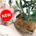 オリーブ バナナリーフ 鉢カバー スクエア型 (茶色) オリーブの木 苗 苗木 鉢 植木 バスケット かご 籠 観葉植物 庭木 挙式用 結婚式 茶 ブラウン こ...