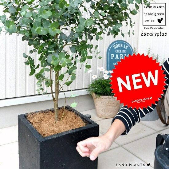 ユーカリ・グニー 黒色 ファイバー キューブ ポット 鉢植え 大型 ポリアンセモス ユーカリの木 ユーカリプタス フト…