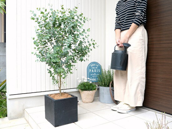 軽くて割れない キューブ陶器鉢 コマルバユーカリ オーストラリア ユーカリ グニー 黒色 ファイバー キューブ ポット 鉢植え 大型 ポリアンセモス ユーカリの木 ブラック ハートの葉 正方形 鉢 Sale 37 Off 黒 スクエア 観葉植物 ユーカリプタス 軽量 送料無料 四角