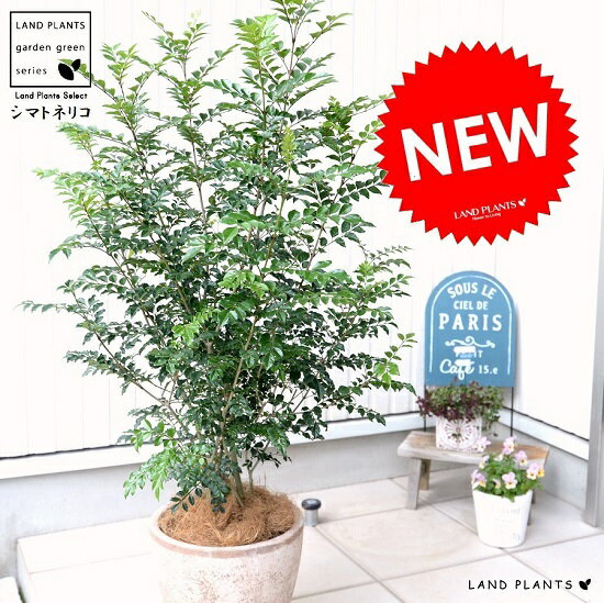 株立ち 観葉植物 ラウンド 陶器鉢 茶色 陶器鉢 茶色 エッグ型 鉢 陶器鉢 ブラウン 鉢 シマトネリコ 株立ち 苗木 ベージュ 苗 8号 茶 砂色 大型 観葉植物 送料無料 オシャレ 新築祝い 開店祝い Land Plants 店玄関やベランダに オシャレな トネリコの シンボルツリー