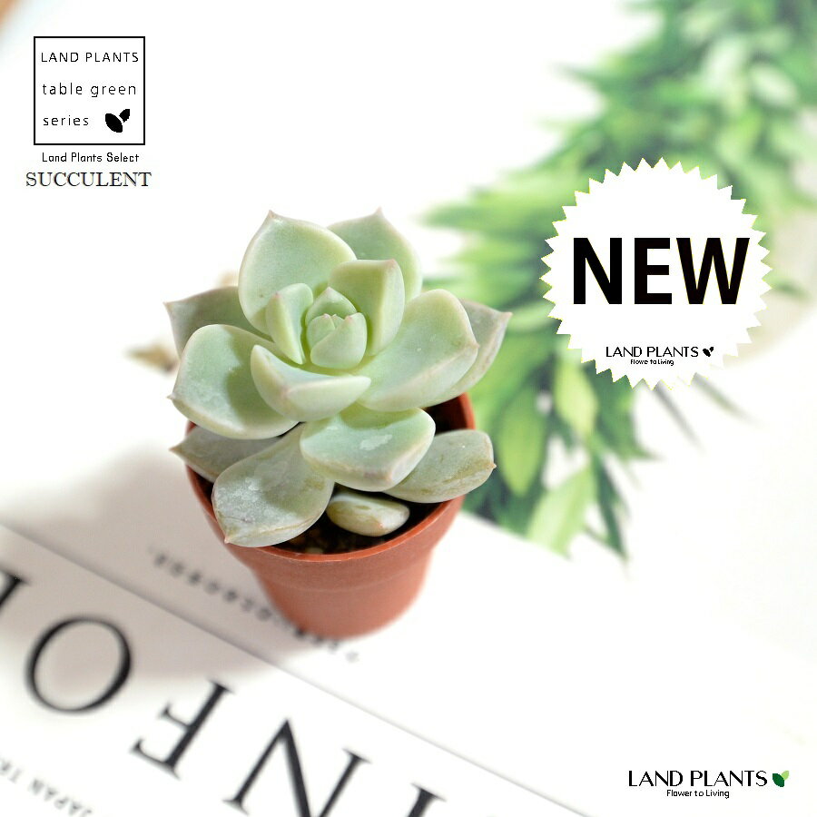 【1号苗】 多肉植物 グラプトペダルム （白牡丹：はくぼたん） 1号 硬質 苗ポット ハクボタン シロボタン プロリフェラ 多肉質 多肉寄せ 多肉 サキュレント セダム エケベリア ハオルチア 苗 苗木 鉢 鉢植え 寄せ植え 寄せ植え苗のサムネイル