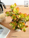 【お試し】 カネノナルキ(黄金姫) 4号 白色 プラスチック鉢 【ハイドロ】金のなる木 花月 多肉植物 多肉質 多肉 オウゴンヒメ カネノナルキ カゲツ クラッ...