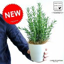 【お試し】 ローズマリー 4号 白色 プラスチック鉢 立性 苗 苗木 鉢植え プラ鉢 料理に使える 卓上サイズの ハーブマンネンロウ 境界垣 生垣 海のしずく ...