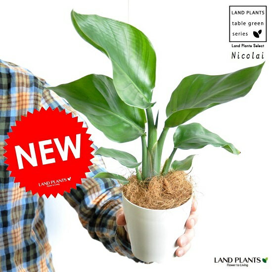 【お試し】 オーガスタ 卓上サイズの 4号白色プラスチック鉢セット ストレリチア・ニコライ ストレチア・天国の白い鳥 敬老の日 ポイント消化 観葉植物