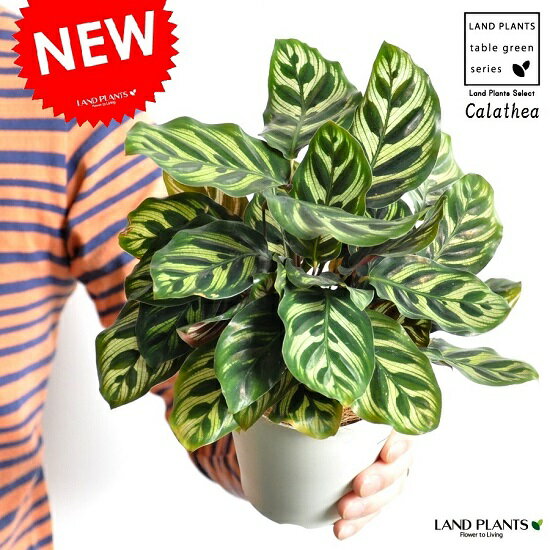  カラテア（マコヤナ） 白色 プラスチック鉢 4号 　クズウコン　Calathea　敬老の日　ポイント消化　観葉植物