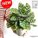 【お試し】 カラテア（マコヤナ） 白色 プラスチック鉢 4号 【父の日ギフト】　クズウコン　Calathea　敬老の日　ポイント消化　観葉植物