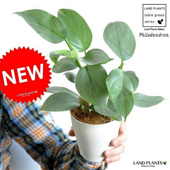 【お試し】 フィロデンドロン（シルバーメタル） 白色 プラスチック鉢 4号 ツル性の植物　ポトス　敬老の日　ポイント消化　観葉植物