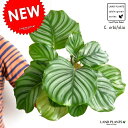 【お試し】 カラテア（オルビフォリア） 白色 プラスチック鉢 4号 　Calathea orbifolia　クズウコン　敬老の日　ポイント消化　観葉植物