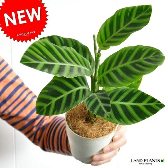  カラテア（ゼブリナ） 白色 プラスチック鉢 4号 カラテアゼブリナ　Calathea　zebrina　クズウコン　敬老の日　ポイント消化　観葉植物