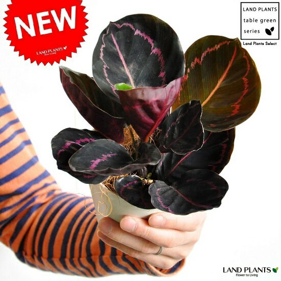  カラテア（ドッティ） 白色 プラスチック鉢 4号 ドッティー　ビッティ　Calathea orbifolia　クズウコン　敬老の日　ポイント消化　観葉植物