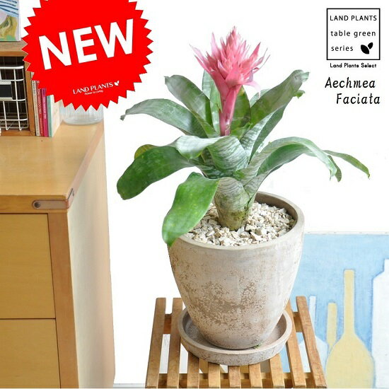 NEW エクメア ファッシアータ 茶色エッグポット植えた シマサンゴアナナス Aechmea Faciata エクメアファッシアータ パイナップル 敬老の日 ポイント消化 観葉植物