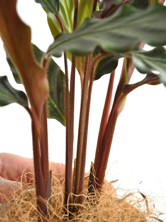 楽天市場 お試し カラテア ルフィバルバ 白色 プラスチック鉢 4号 カラテアルフィバルバ Calathea Rufibarba クズウコン 敬老の日 ポイント消化 観葉植物 Land Plants 楽天市場店 楽天市場 お試し カラテア ルフィバルバ 白色 プラスチック鉢 4号 カラテアルフィバルバ Calathea Rufibarba クズウコン 敬老の日 ポイント消化 観葉植物 Land Plants 楽天市場店
