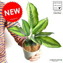  カラテア（ビューティースター） 白色 プラスチック鉢 4号 　ビューティスター　Calathea クズウコン　敬老の日　ポイント消化　観葉植物