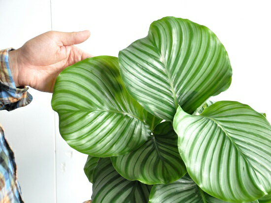 楽天市場 カラテア オルビフォリア 6号 白色 プラスチック鉢 受皿付き Calathea Orbifolia クズウコン 敬老の日 ポイント消化 観葉植物 Land Plants 楽天市場店