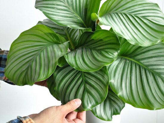 楽天市場 カラテア オルビフォリア 6号 白色 プラスチック鉢 受皿付き Calathea Orbifolia クズウコン 敬老の日 ポイント消化 観葉植物 Land Plants 楽天市場店