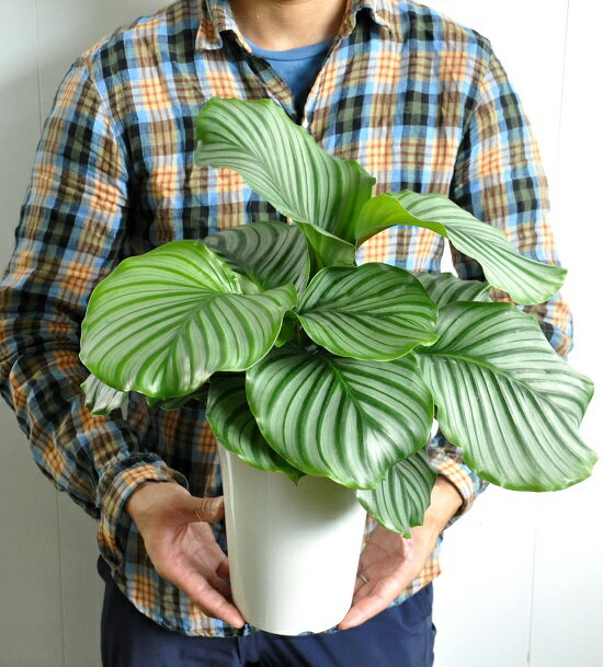 楽天市場 カラテア オルビフォリア 6号 白色 プラスチック鉢 受皿付き Calathea Orbifolia クズウコン 敬老の日 ポイント消化 観葉植物 Land Plants 楽天市場店