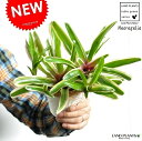 【お試し】 ネオレゲリア（ファイヤーボール） 4号 白色 プラスチック鉢 アナナス パイナップル Neoregelia carolinae 敬老の日 ポイント消化 観葉植物