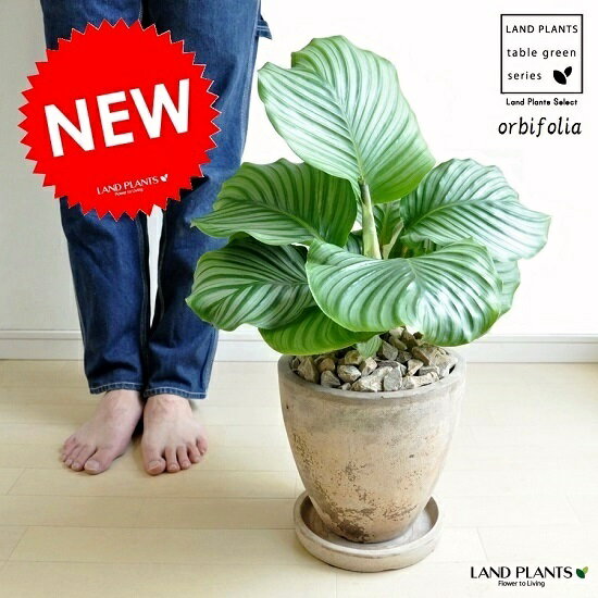 カラテア（オルビフォリア） 茶色 エッグラウンド型 陶器鉢 カラーリーフ Calathea bifolia　苗・苗木・鉢植え・ズウコン・敬老の日・ポイント消化・観葉植物・送料無料