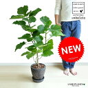 ウンベラータ ウンベラータ（自然樹形） 黒色 エッグ型 ラウンド陶器鉢（バークチップ） 鉢植え 鉢 H100程度 8号 黒 ブラック 観葉植物 送料無料