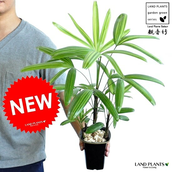 楽天市場】観葉植物 観音竹の通販 楽天市場】観葉植物 観音竹の通販