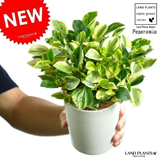 【お試し】 ペペロミア（グラベラ） 白色 プラスチック鉢 4号 多肉質の植物 Peperomia サダソウ属 佐田草属観葉植物 鉢植え 鉢 苗 苗木白 ホワイト 丸 ラウンド 送料無料