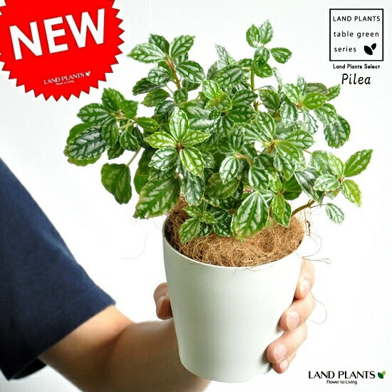  ピレア（カディエレイ） 4号 白色 プラスチック鉢 アルミニウムプランツ・多肉質の植物・Pilea・アサバソウ　敬老の日・ポイント消化・観葉植物・多肉植物　カディエラ・アルミニュームプランツ・Pileacadierei・ミニマ・Minima