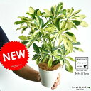 シェフレラ 観葉植物 【お試し】 シェフレラ（斑入り：バリエガータ） 白色 プラスチック鉢 4号 【ココファイバー】 斑入りカポック・Schefflera・フカノキ・ホンコンカポック　苗・苗木・敬老の日・ポイント消化・観葉植物