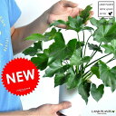 セローム 白色 プラスチック鉢 4号サイズ ヒトデカズラ フィロデンドロン サトイモ 観葉植物・ポイント消化・苗・苗木