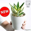 アロエ 【お試し】 アロエ（不夜城：フャジョウ） 斑入り 4号 白色 プラスチック鉢 【天然砕石】 多肉植物・多肉質・多肉・　カクタス・苗・苗木・ポイント消化・観葉植物　Aloe・アロエベラ