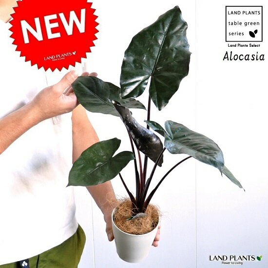 【お試し】 アロカシア（メタリカ） 白色 プラスチック鉢 4号 アローカシア・インディカ・Alocasia indica var. metallica　芋・サトイモ・出世芋・アジアングリーン　トトロ・傘・食わず芋・苗・苗木・ポイント消化・観葉植物