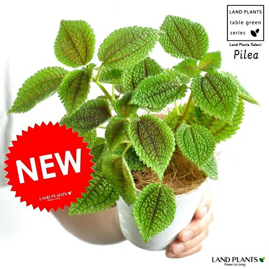  ピレア（ムーンバレー） 4号 白色 プラスチック鉢 多肉質の植物・Pilea・アサバソウ　ポイント消化・観葉植物・多肉植物