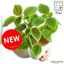 【お試し】 ピレア（ムーンバレー） 4号 白色 プラスチック鉢 多肉質の植物 Pilea アサバソウ ポイント消化 観葉植物 多肉植物