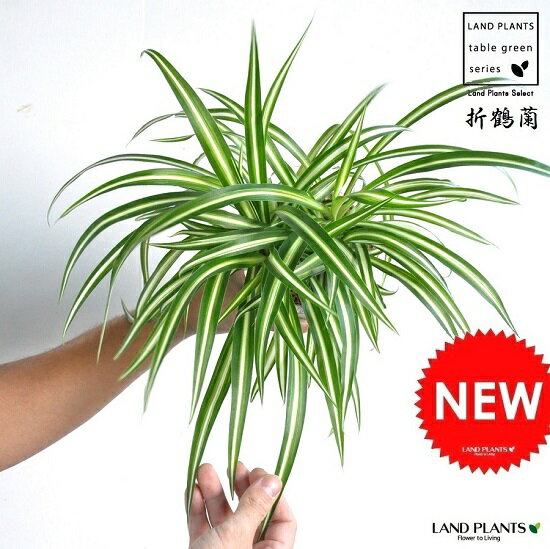 【お試し】 オリヅルラン　白色 4号 プラスチック鉢 Chlorophytum comosum・折鶴蘭・オリズルラン　ポイント消化・観葉植物