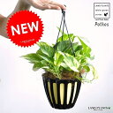 ポトス ポトス（斑入り） 5号 黒色 吊り鉢 ハブカズラ・Pothos・ツル性の植物・吊り鉢　ポイント消化・観葉植物