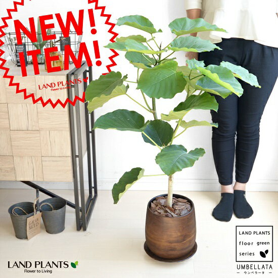 ウンベラータ ウッド風 ペイント陶器 （Lサイズ） 8号 大型【観葉植物】　茶色・ブラウン・陶器鉢・植木鉢 ウッドペイント