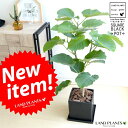 ウンベラータ 黒色 キューブ陶器 8号 Lサイズ 大型【観葉植物】 ブラック・陶器鉢・植木鉢・四角・スクエア