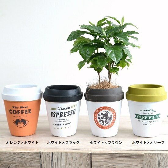 【8カラー】 コーヒーの木 × チルドカップ型...の紹介画像3